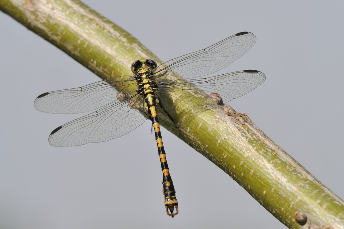 conferma Onychogomphus forcipatus